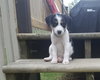 Pepper