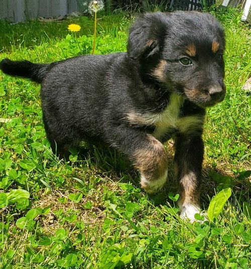Piper