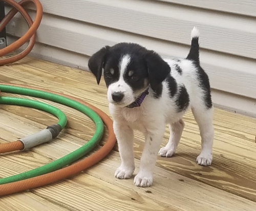 Pogo