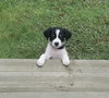 Pogo