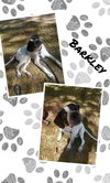 Barkley