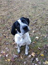 Barkley