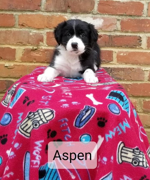 Aspen
