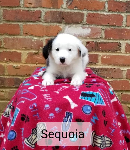 Sequoia
