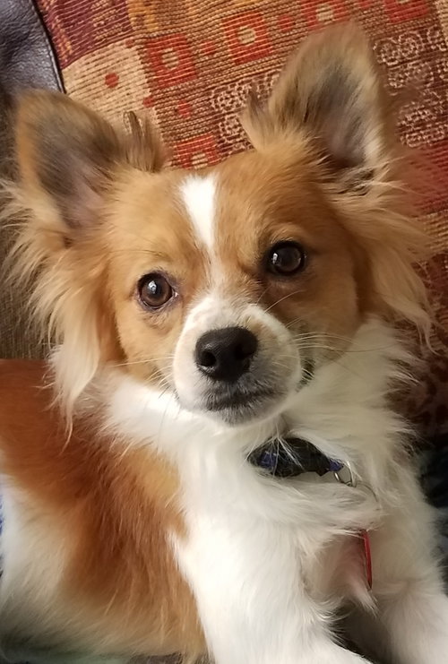 Oscar