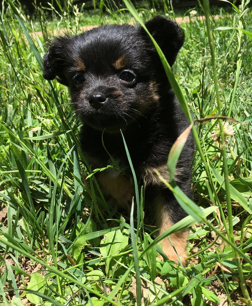 Lola