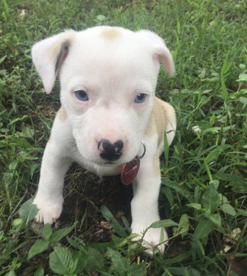 Smore