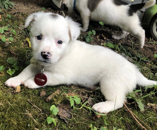 Marshmallow