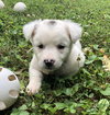 Marshmallow