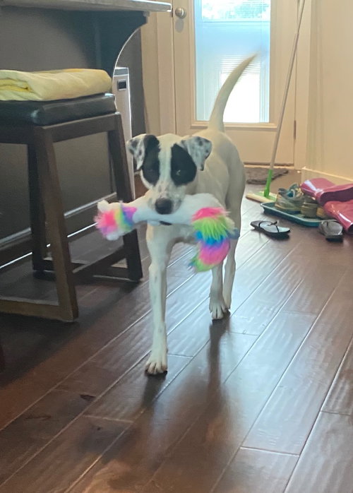 Roxy
