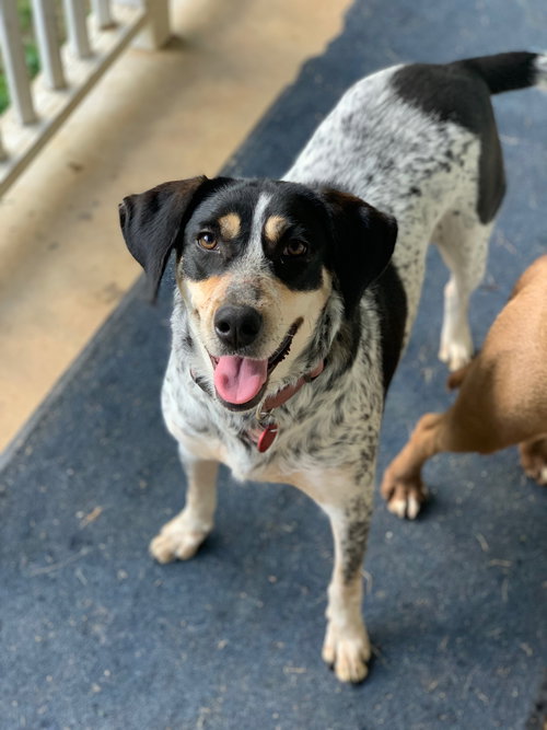 Dixie