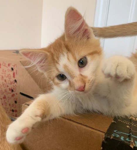 Milo