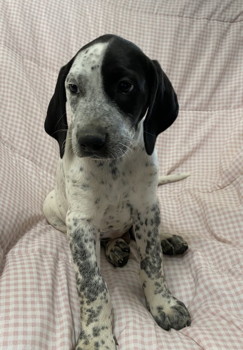 Duncan