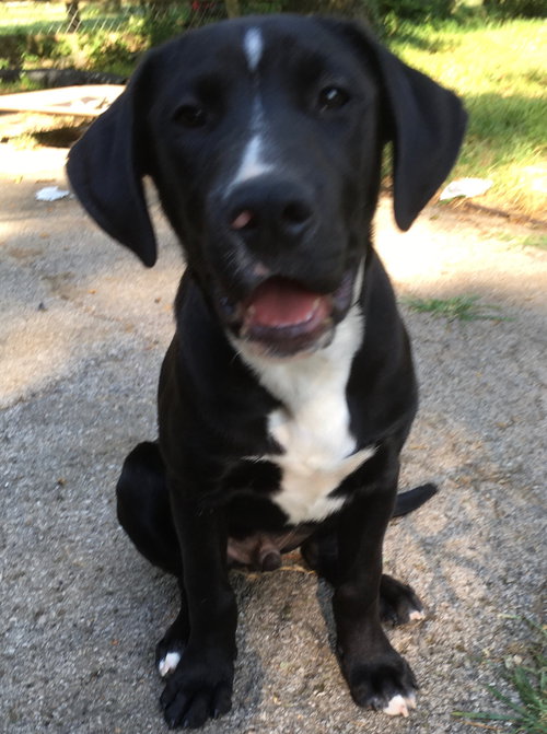 Otis