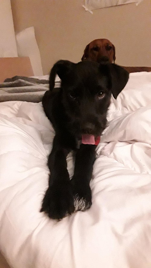 Max