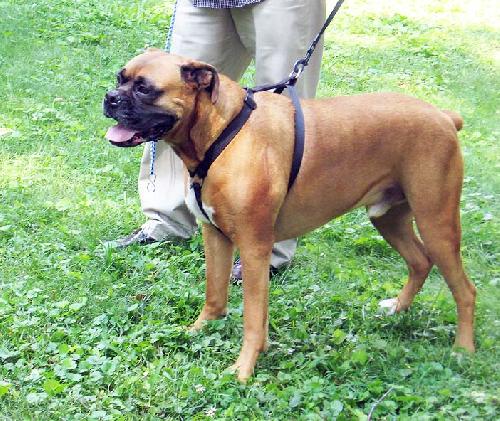 Diesel