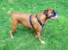 Maggie