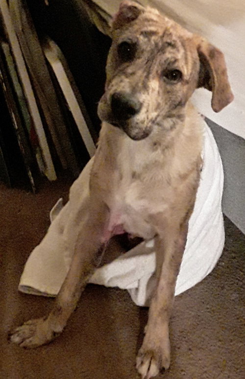 Charlie