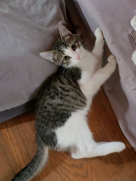 Gideon