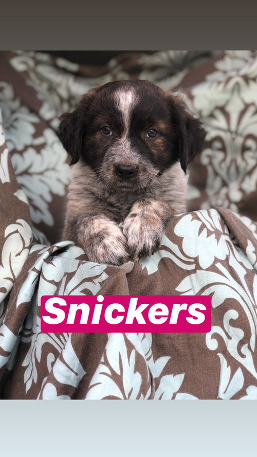 Snickers