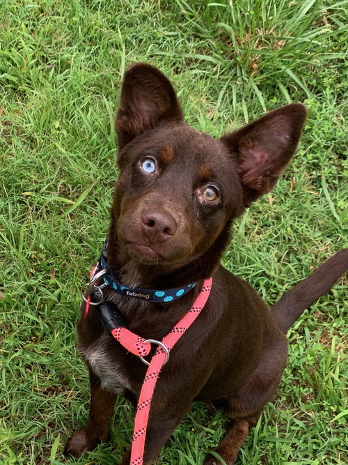 Tootsie