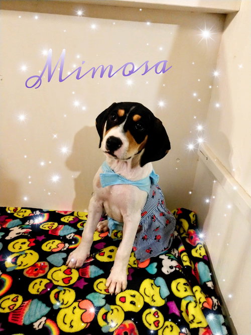 Mimosa