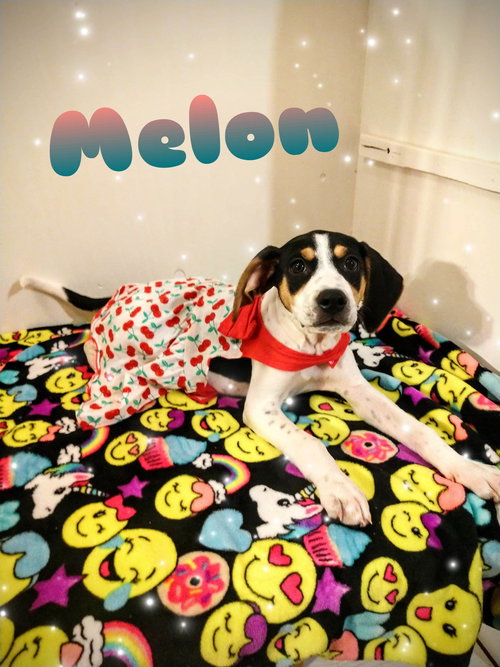 Melon