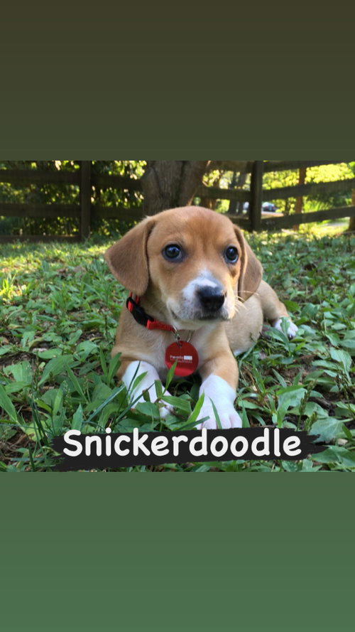 Snickerdoodle