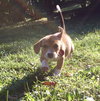 Snickerdoodle