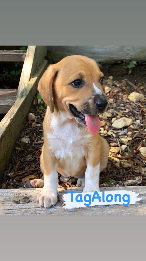 Tagalong