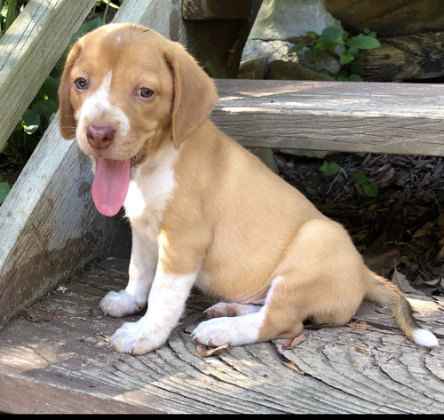 Penny