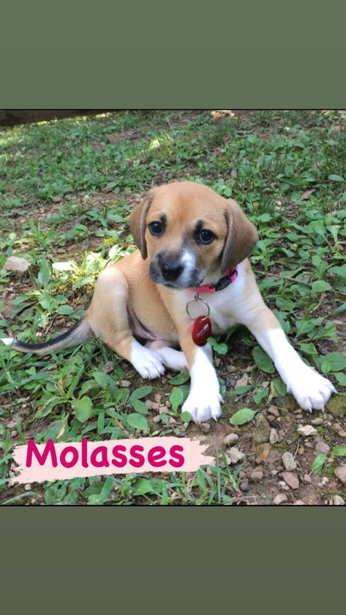 Molasses
