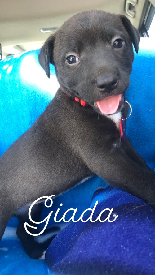 Giada