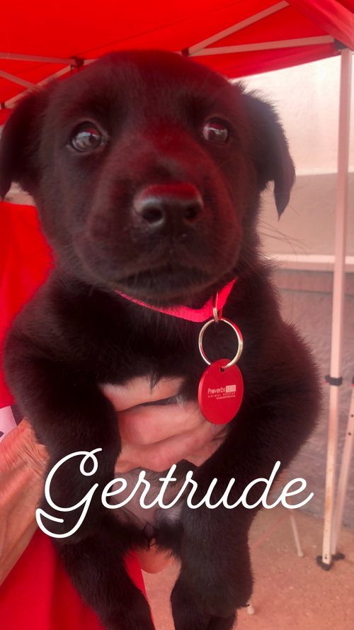 Gertrude