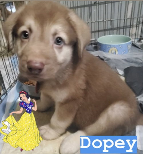 Poppy