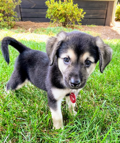 Max