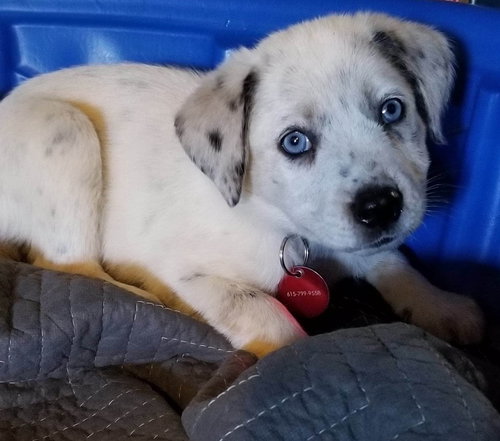 Pepper