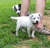 Pepper