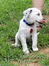 Pepper