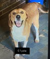 Tucker Clyde