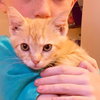 Ollie