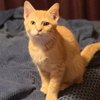Ollie