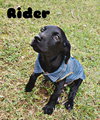 Phoenix Rider
