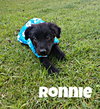 Phoenix Ronnie