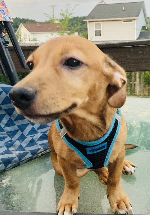 Ady