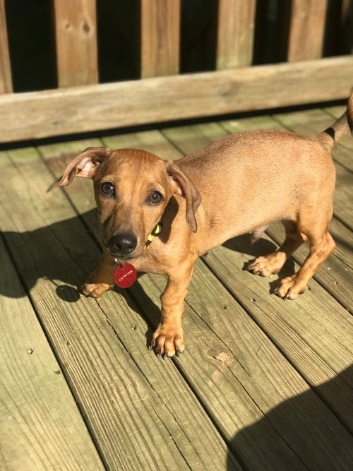 Gus
