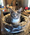 Tootsie