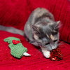 Tootsie