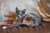 Tootsie