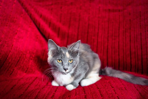 Tootsie